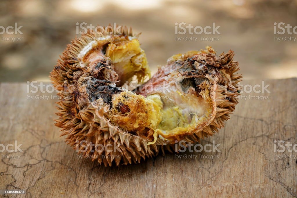 Detail Gambar Buah Durian Busuk Nomer 2