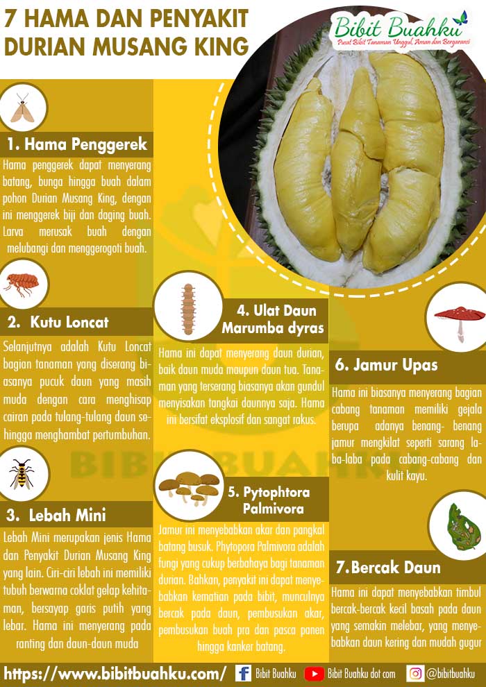 Detail Gambar Buah Durian Busuk Nomer 28