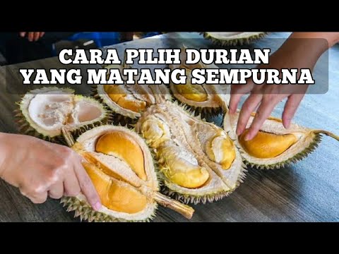 Detail Gambar Buah Durian Busuk Nomer 34