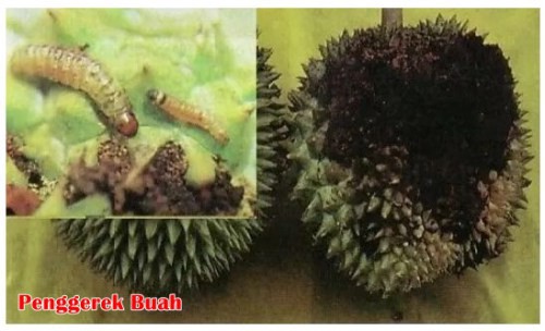 Detail Gambar Buah Durian Busuk Nomer 35