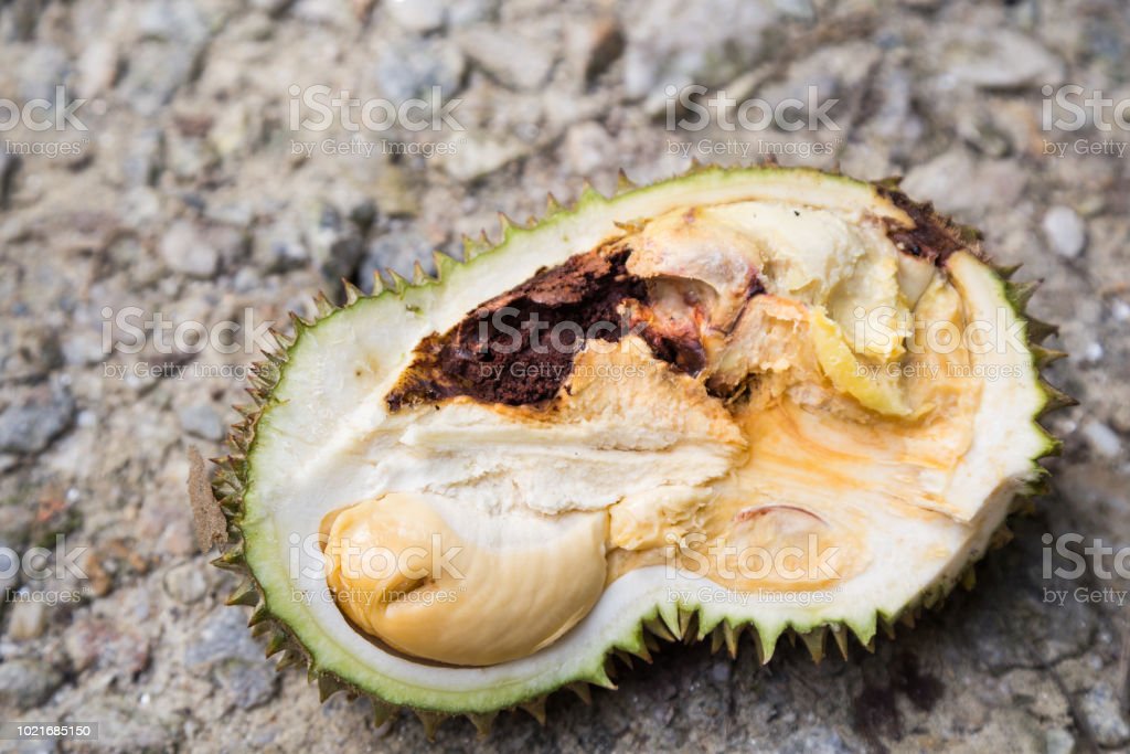 Detail Gambar Buah Durian Busuk Nomer 4