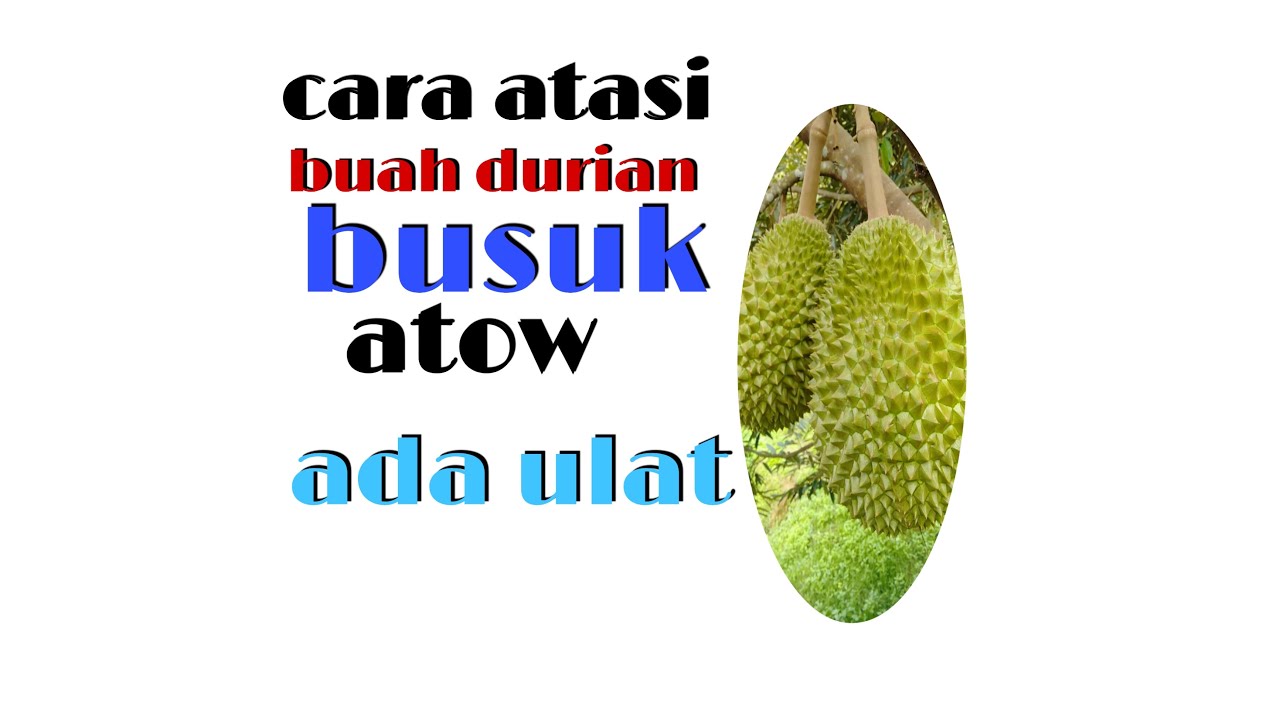 Detail Gambar Buah Durian Busuk Nomer 49