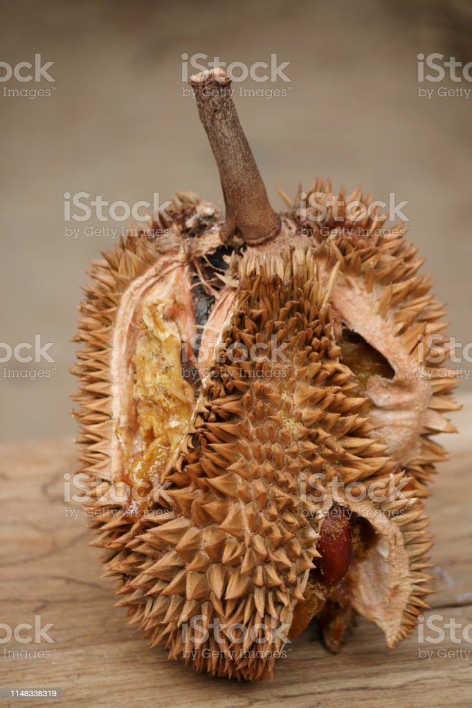 Detail Gambar Buah Durian Busuk Nomer 8