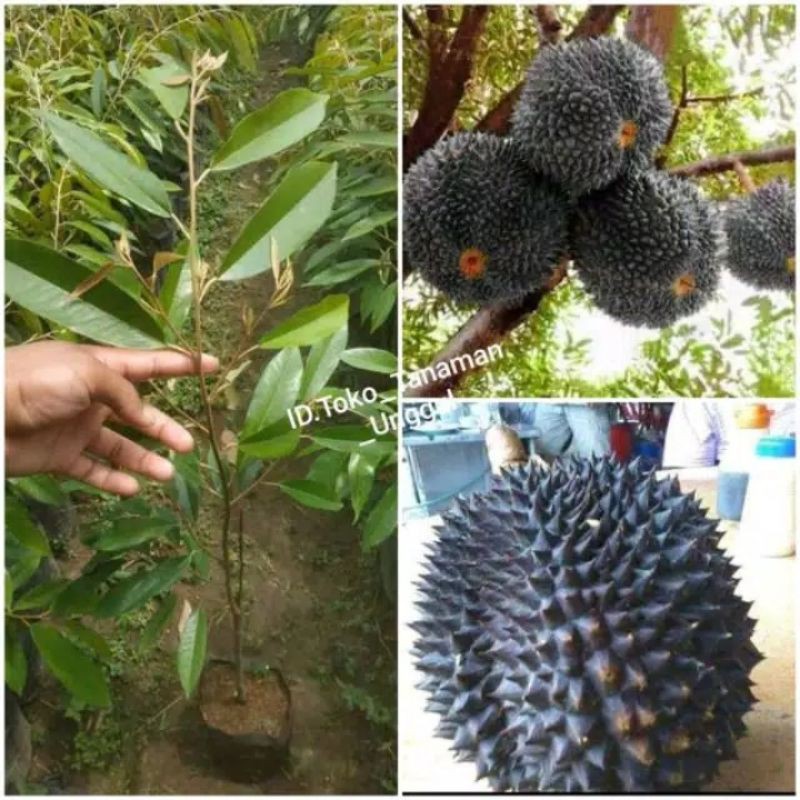 Gambar Buah Durian Duri Hitam - KibrisPDR