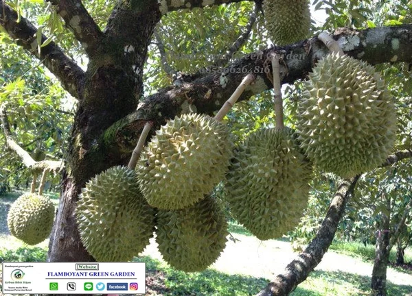 Detail Gambar Buah Durian Duri Hitam Nomer 12