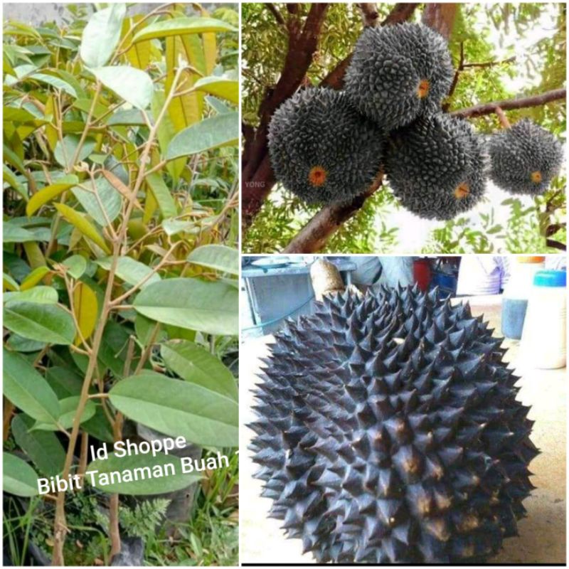 Detail Gambar Buah Durian Duri Hitam Nomer 13