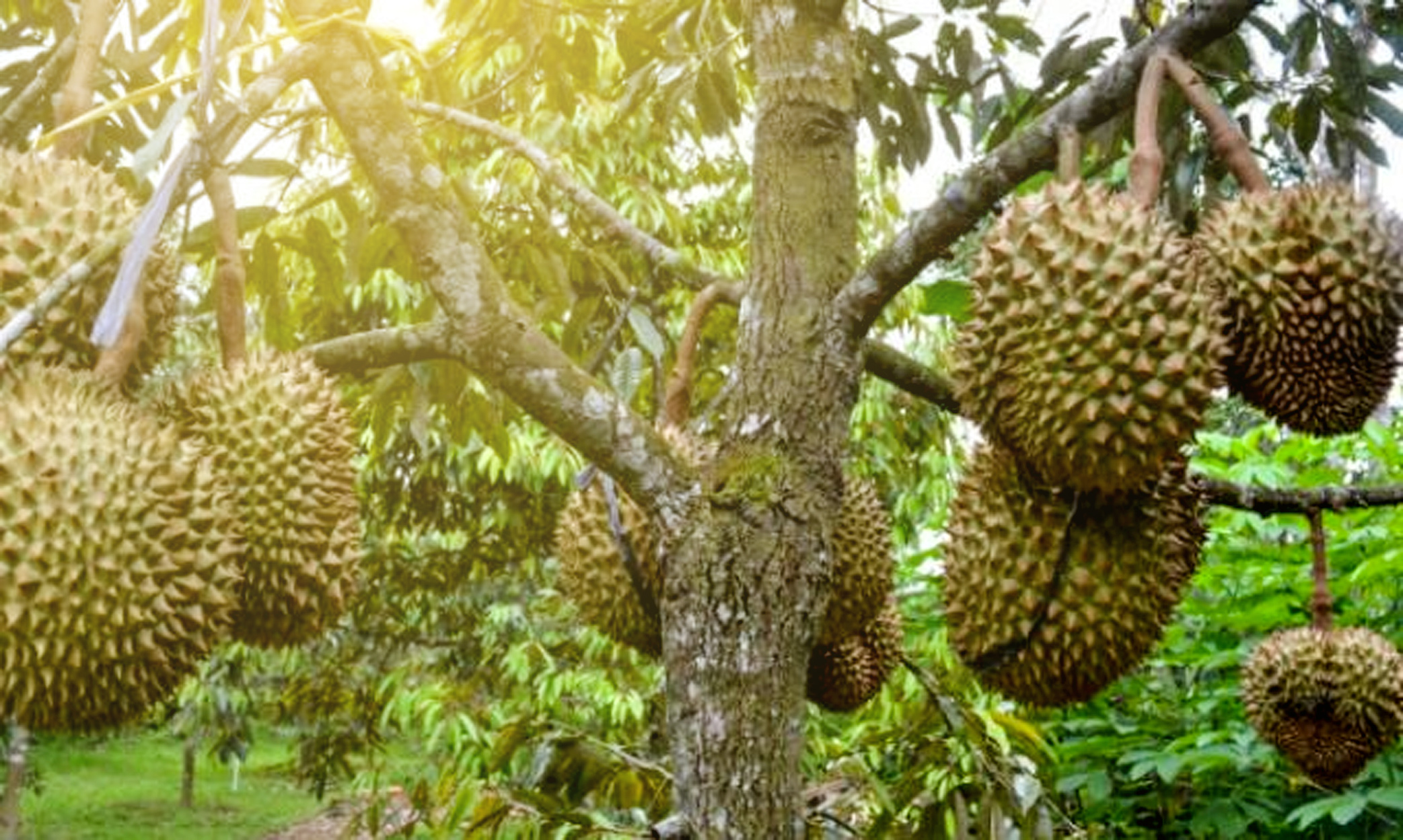 Detail Gambar Buah Durian Duri Hitam Nomer 14