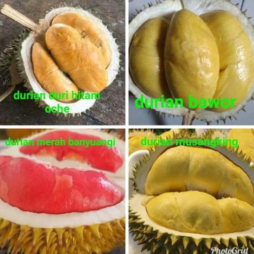 Detail Gambar Buah Durian Duri Hitam Nomer 18