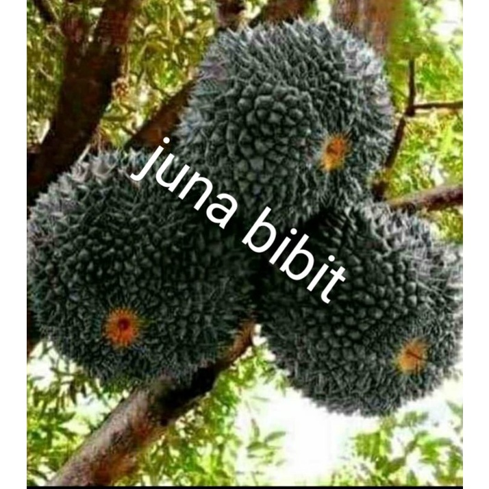 Detail Gambar Buah Durian Duri Hitam Nomer 24