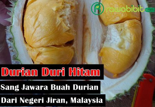 Detail Gambar Buah Durian Duri Hitam Nomer 26