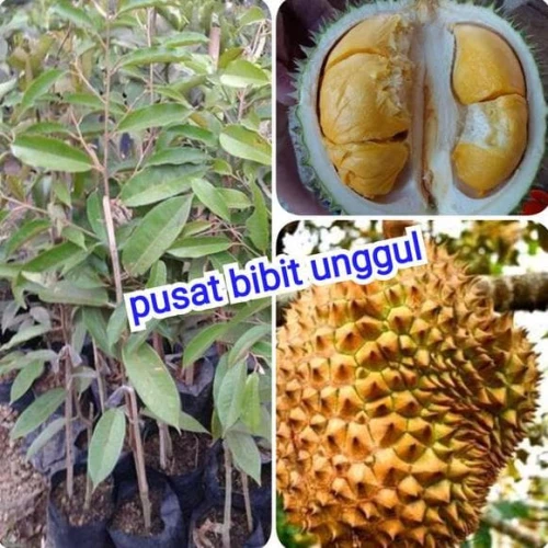 Detail Gambar Buah Durian Duri Hitam Nomer 39