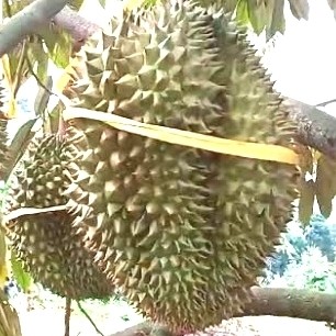 Detail Gambar Buah Durian Duri Hitam Nomer 42