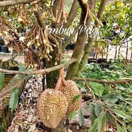 Detail Gambar Buah Durian Duri Hitam Nomer 53