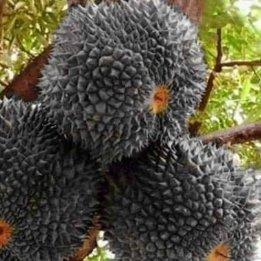 Detail Gambar Buah Durian Duri Hitam Nomer 8