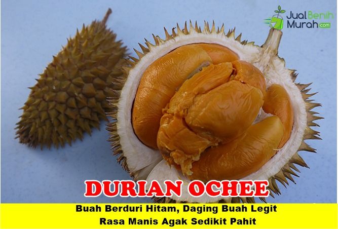 Detail Gambar Buah Durian Duri Hitam Nomer 9