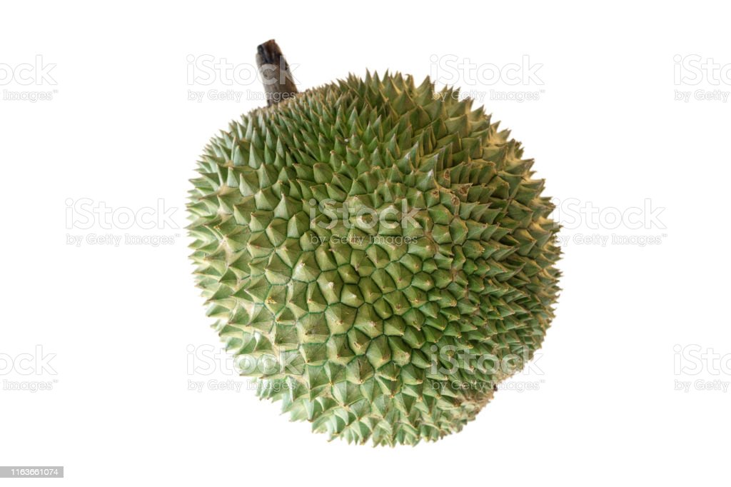 Detail Gambar Buah Durian Hitam Putih Nomer 16