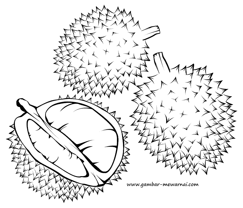 Detail Gambar Buah Durian Hitam Putih Nomer 4