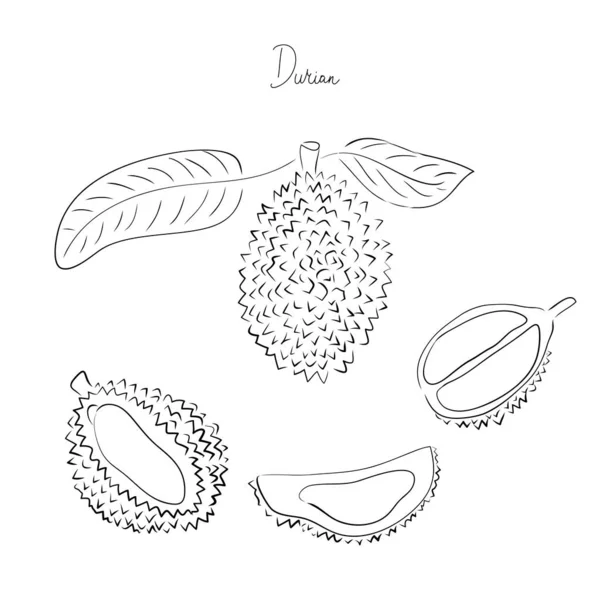 Detail Gambar Buah Durian Hitam Putih Nomer 34