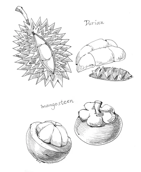 Detail Gambar Buah Durian Hitam Putih Nomer 36