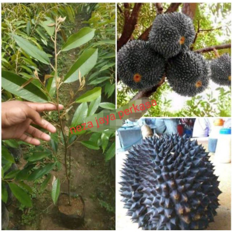 Detail Gambar Buah Durian Hitam Putih Nomer 37
