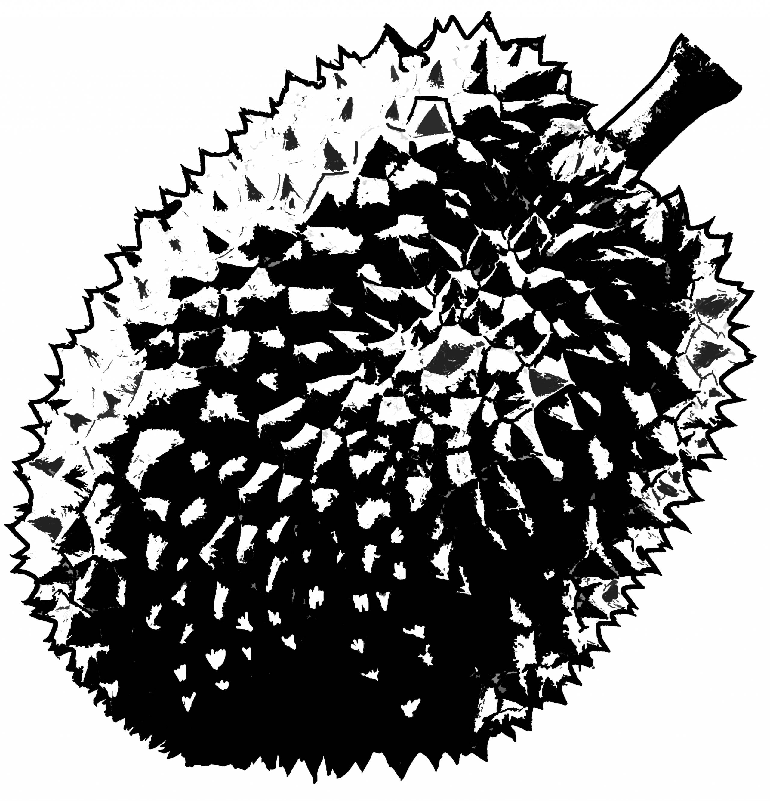 Detail Gambar Buah Durian Hitam Putih Nomer 44