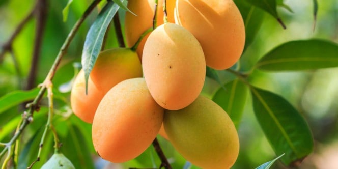 Detail Gambar Buah Gambar Animasi Buah Mangga Nomer 44