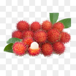 Detail Gambar Buah Gambar Animasi Buah Rambutan Nomer 2