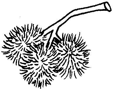 Detail Gambar Buah Gambar Animasi Buah Rambutan Nomer 23