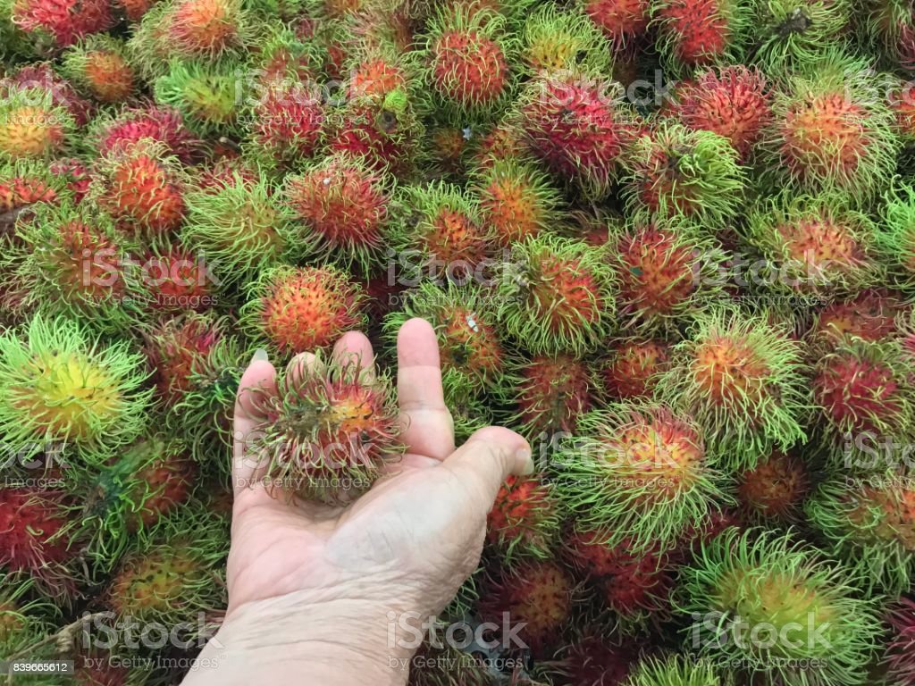 Detail Gambar Buah Gambar Animasi Buah Rambutan Nomer 30