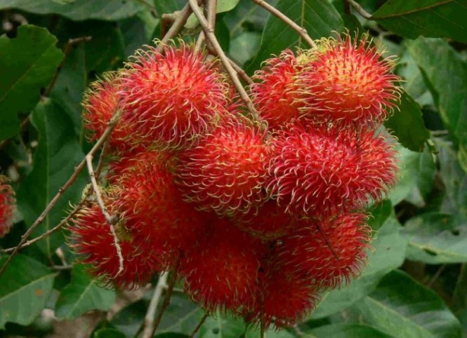 Detail Gambar Buah Gambar Animasi Buah Rambutan Nomer 43