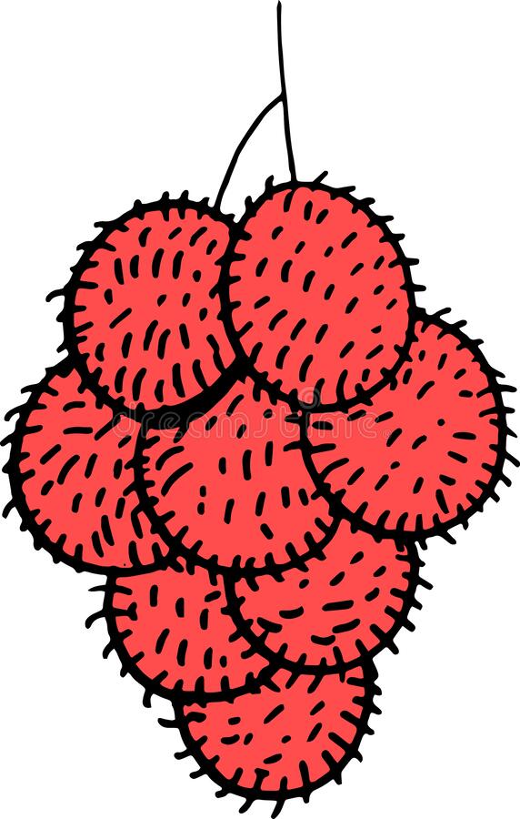 Detail Gambar Buah Gambar Animasi Buah Rambutan Nomer 6