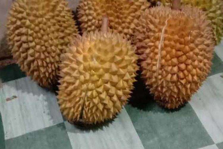 Detail Gambar Buah Gambar Buah Durian Nomer 20