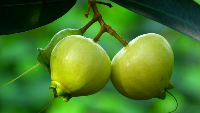 Detail Gambar Buah Gambar Buah Jambu Nomer 25