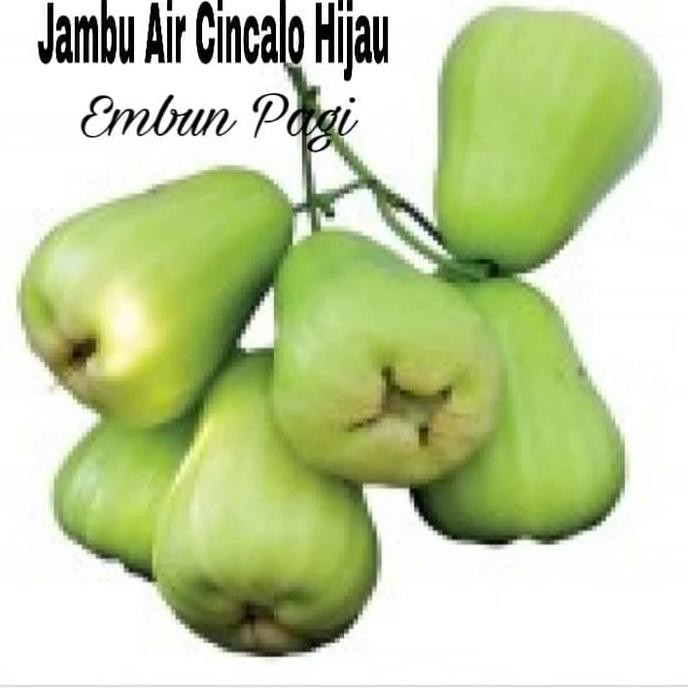 Detail Gambar Buah Gambar Buah Jambu Air Nomer 47