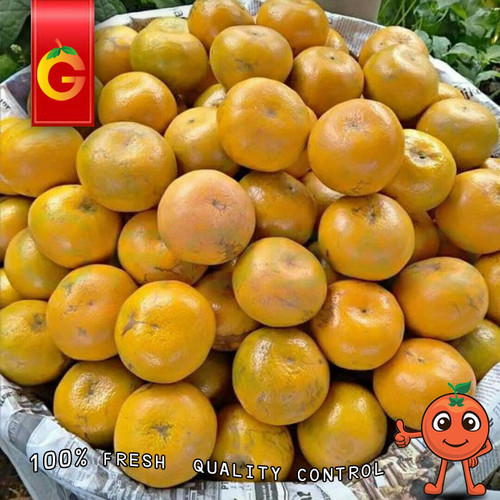 Detail Gambar Buah Gambar Buah Jeruk Nomer 52