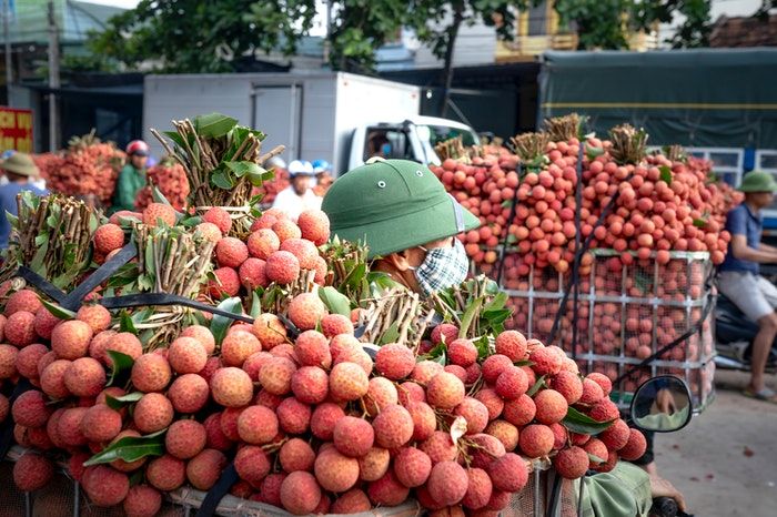 Detail Gambar Buah Gambar Buah Leci Nomer 51