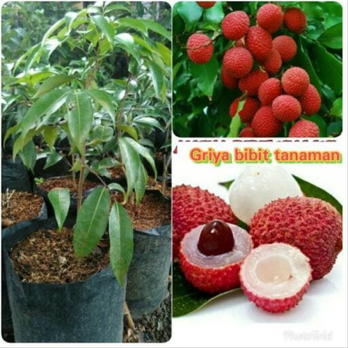 Detail Gambar Buah Gambar Buah Leci Nomer 53