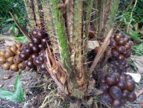 Detail Gambar Buah Gambar Buah Salak Nomer 43