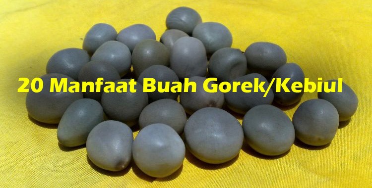 Detail Gambar Buah Gorek Nomer 4