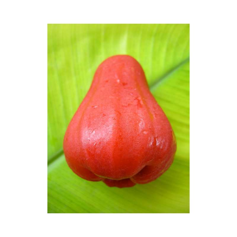 Download Gambar Buah Jambu Air Nomer 10