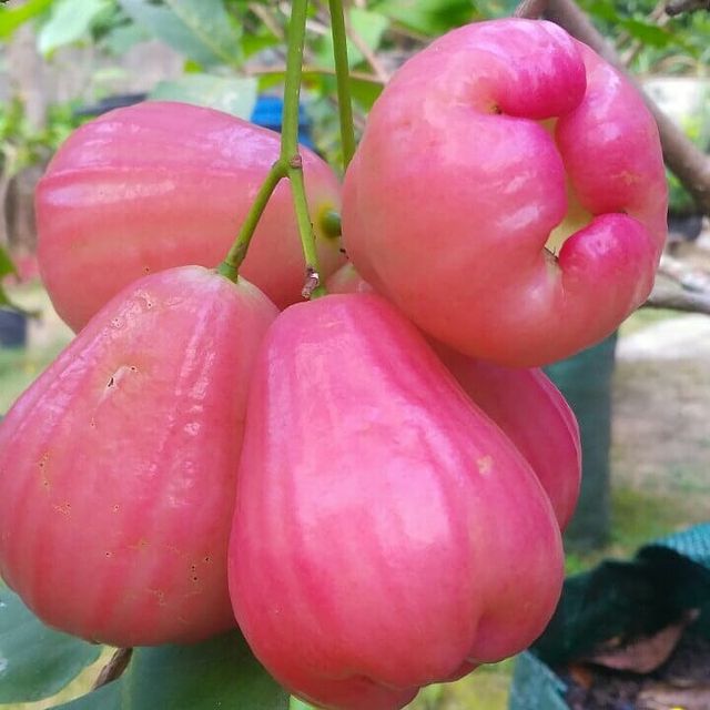 Detail Gambar Buah Jambu Air Nomer 29