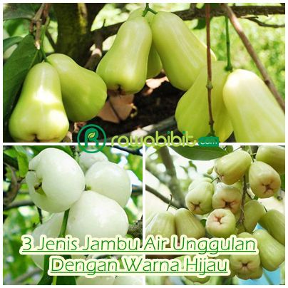 Detail Gambar Buah Jambu Air Nomer 42