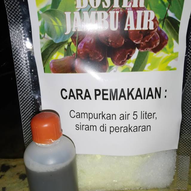 Detail Gambar Buah Jambu Air Nomer 53