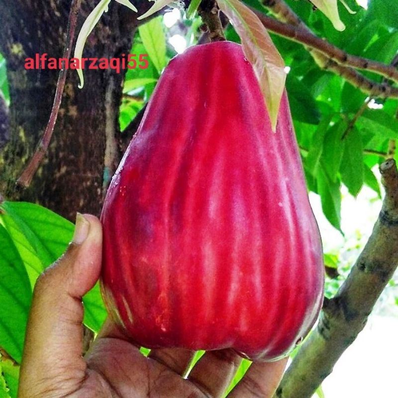 Detail Gambar Buah Jambu Bol Nomer 24