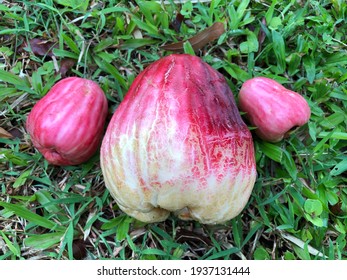 Detail Gambar Buah Jambu Bol Nomer 35