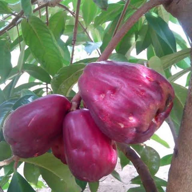 Detail Gambar Buah Jambu Bol Nomer 47