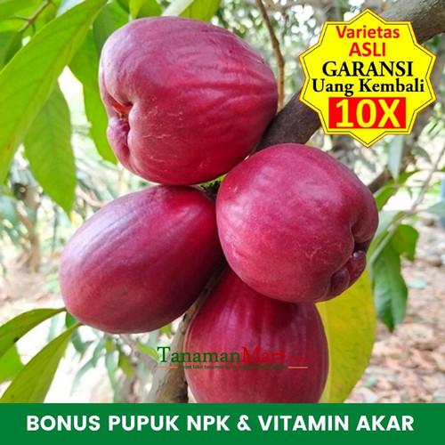 Detail Gambar Buah Jambu Bol Nomer 48