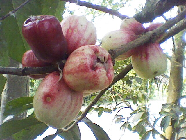 Detail Gambar Buah Jambu Bol Nomer 50