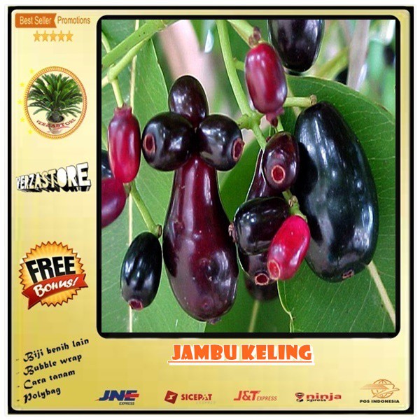 Download Gambar Buah Jambu Keling Nomer 9