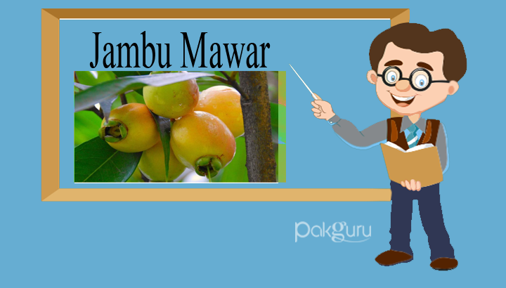 Detail Gambar Buah Jambu Mawar Nomer 31